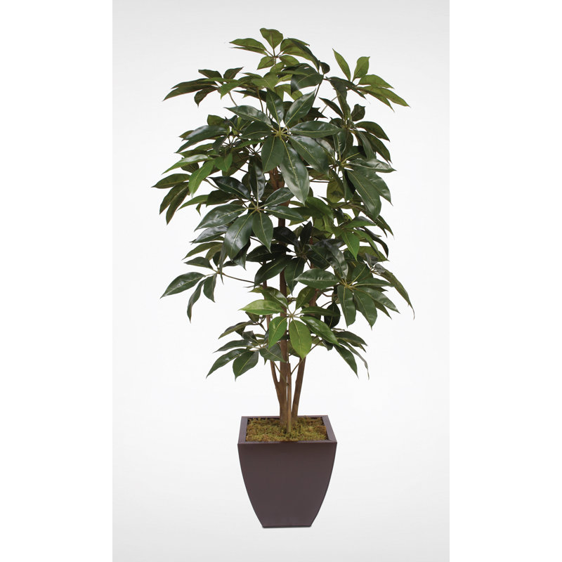 Schefflera de soie de 7 pi dans un pot en zinc brun en métal
