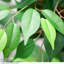 90cm Ficus Tree in Pot