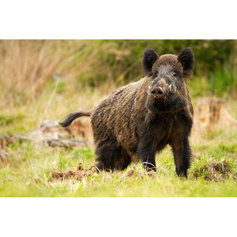 Wild Boar - Photographie sur toile tendue, H 8 po x l 12 po