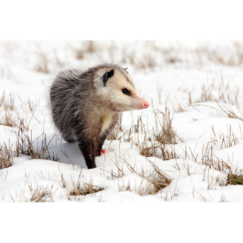 Opossum in snow, 81cm H x 122cm W