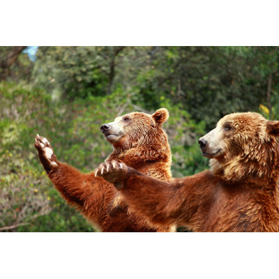 Brown Bear by Mariusz_prusaczyk - Wrapped Canvas Print