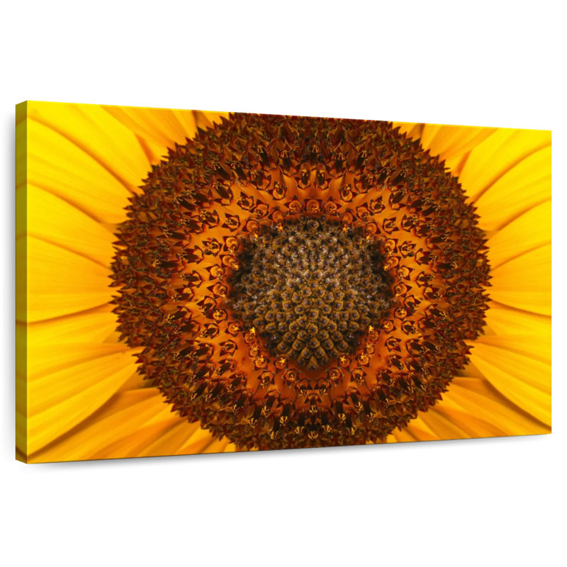Centre de tournesol Harnek, H 20 po x l 30 po