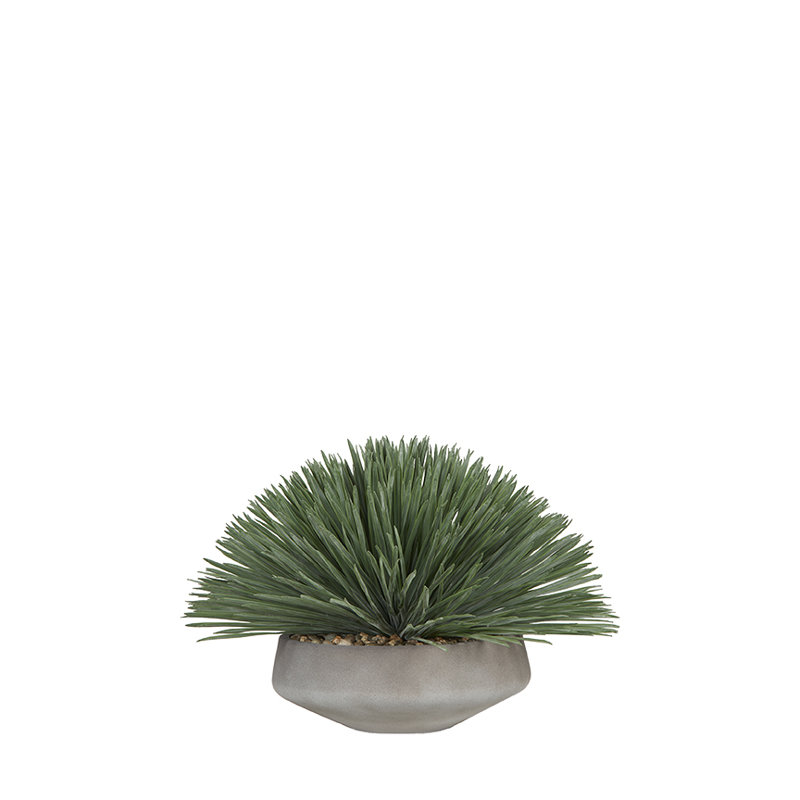 Yucca Rostrata dans un bol Newport, L 27,5 po x H 19,5 po