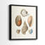 Knorr Shells & Coral I-Premium, reproduction encadrée prête à accrocher - aucun clou requis - aucun clou requis-108021005-108021003