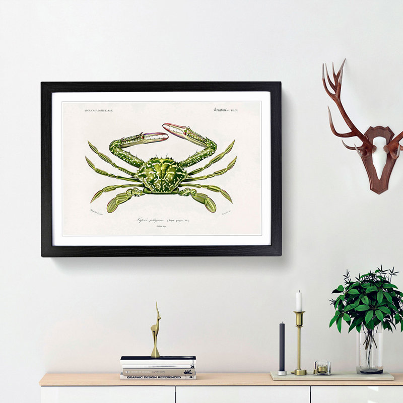 Green Crab by Charles d' Orbigny - Picture Frame Painting Print, 27cm H x 36cm W x 2cm D, Black Framed