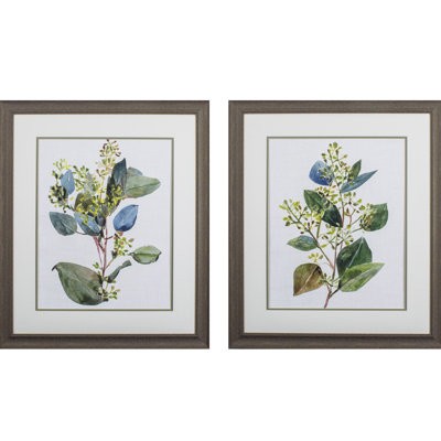 EUCALYPTUS SEEDED S / 2