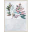 Trio Fern 1 Framed Print-1170947649