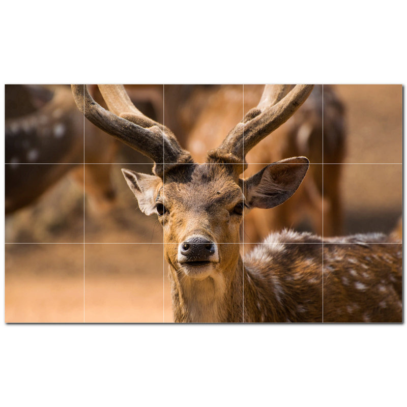 Photo de cerf 4,25 x 4,25