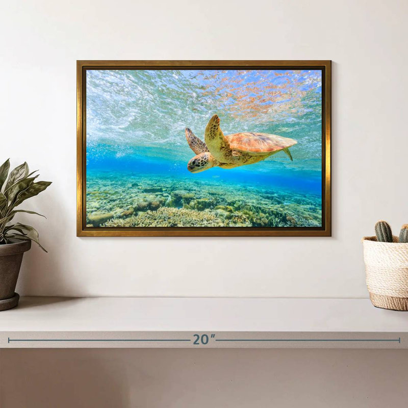 Turtle Dive, Floating Frame Gold, 13" X 9"