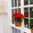 Geranium Hanging Basket UV Resistant