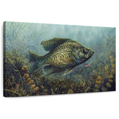 Brampt Black Crappie