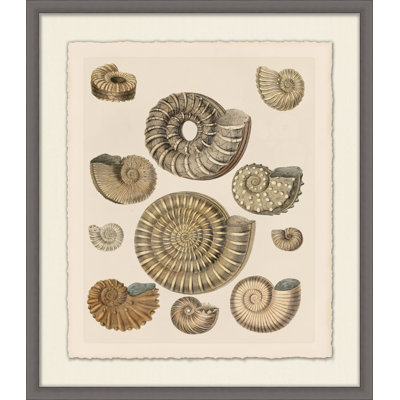 Khaki Shell Study 2 Framed Print