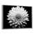 Silver Floater Framed n'est pas disponible