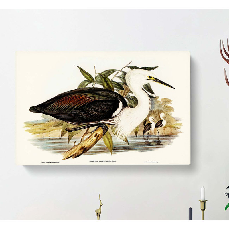 Pacific Herons by Elizabeth Gould - Wrapped Canvas, 40cm H x 60cm W x 3cm D