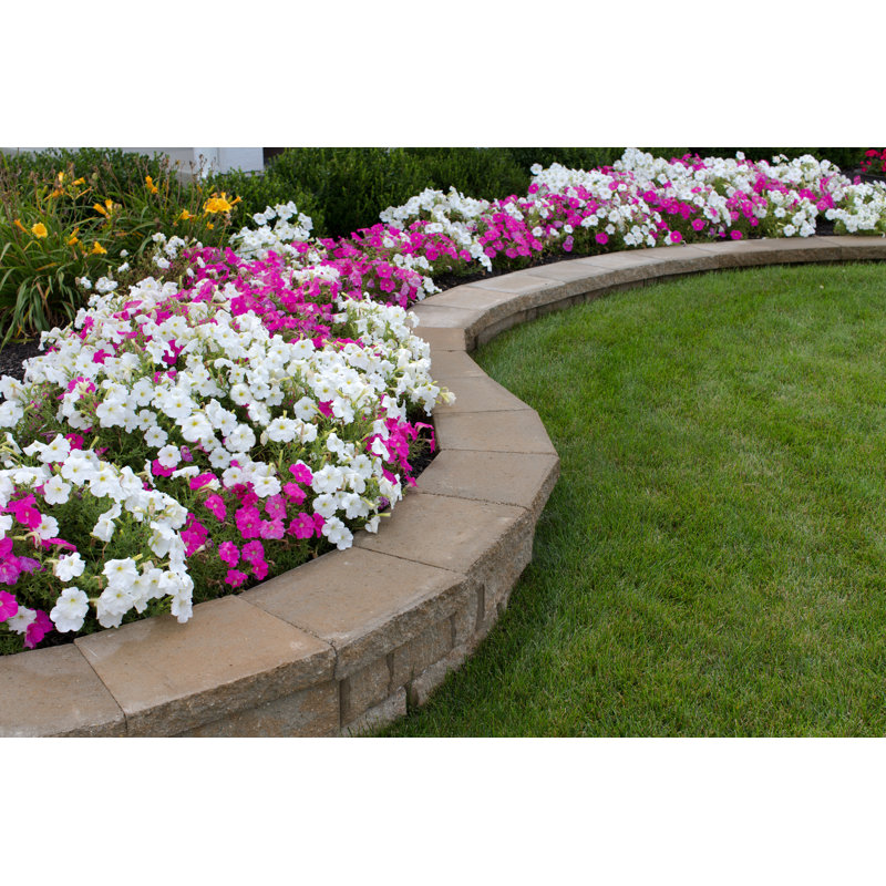 Pink And White Petunias - Wrapped Canvas Print, 20cm H x 30cm W
