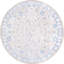 Tapis traditionnel bleu clair Mcclamma-1952500426