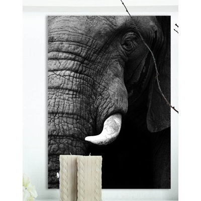 " Elephant Head Close Up "