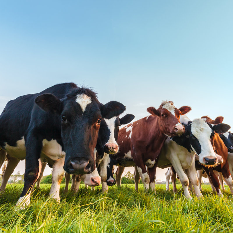 Curious Dutch Milk Cows - Photographie sur toile tendue, H 36 po x l 36 po