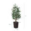 Adcock UV Protected Artificial Ficus Tree with Decorative Base, Faux Ficus Plant with Natural Trunk-1722551521-1722551526