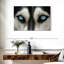 Husky Brampt aux yeux du ciel-107695373