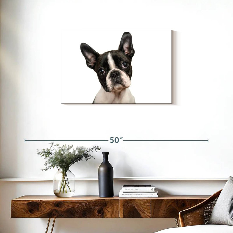 Brampt Little Boston Terrier, H 20 po x l 30 po