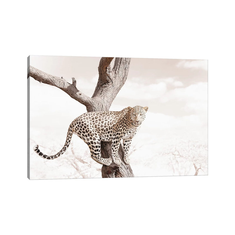 White Leopard by Klaus Tiedge - Print on Canvas, 20.32 cm H x 30.48 cm W, Wrapped Canvas
