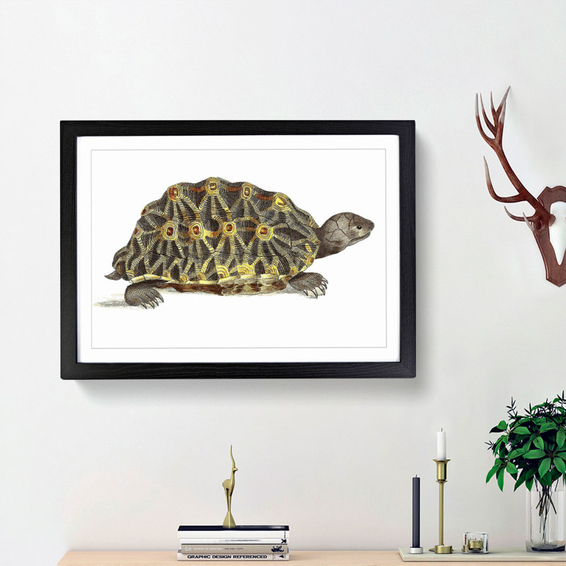 Tortoise by George Shaw - Framed Print, 36cm H x 48cm W x 2cm D, Black Framed