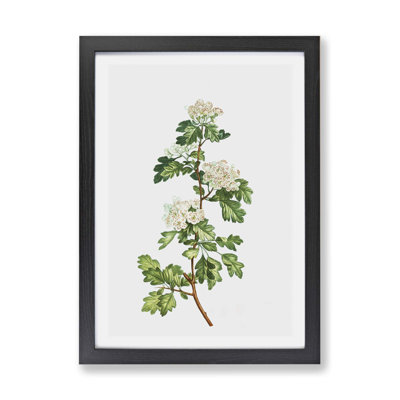 Hawthorn Flowers by Pierre-Joseph Redoute - Single Picture Frame Painting