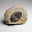 Genuine Hollardops Mesacristata Trilobite On Matrix (1.7 Lbs)