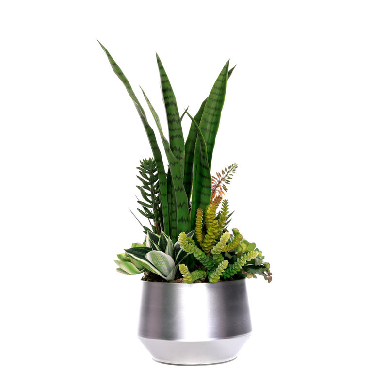 Succulent Plant in Planter