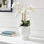 Arrangement floral Stiles Orchids-20036799