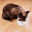 Bol à chat-82824715