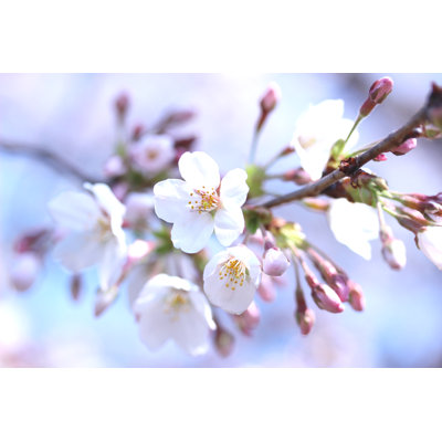 Sakura (Someiyoshino) 1 Piece Wrapped Canvas Wall Art