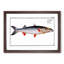 Sea-Pike Fish by M.E. Bloch - Framed Print-55613798-55613800