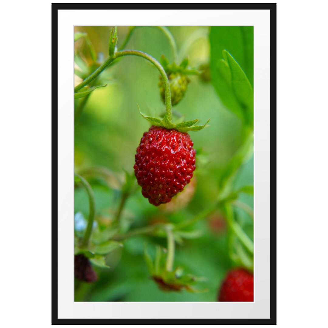 Gerahmtes Poster Kleine wilde Erdbeere