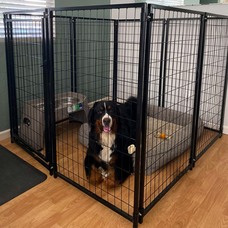 Chenil pour chien très grand et robuste de 10 pi x 10 pi x 4 pi Helena - 16 panneaux
