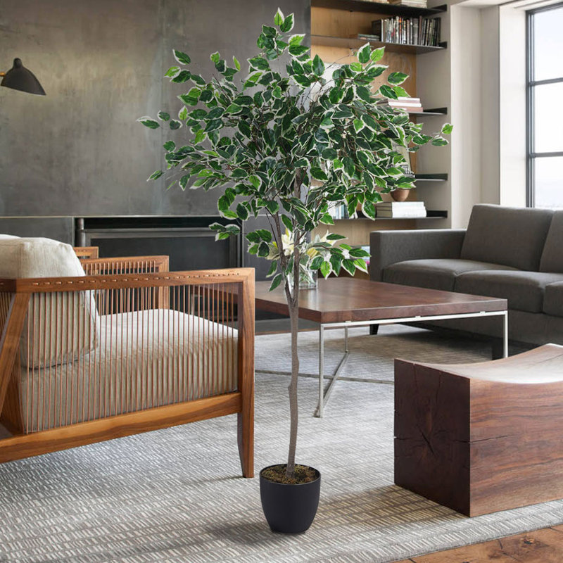 150cm Faux Ficus Tree in Freestanding