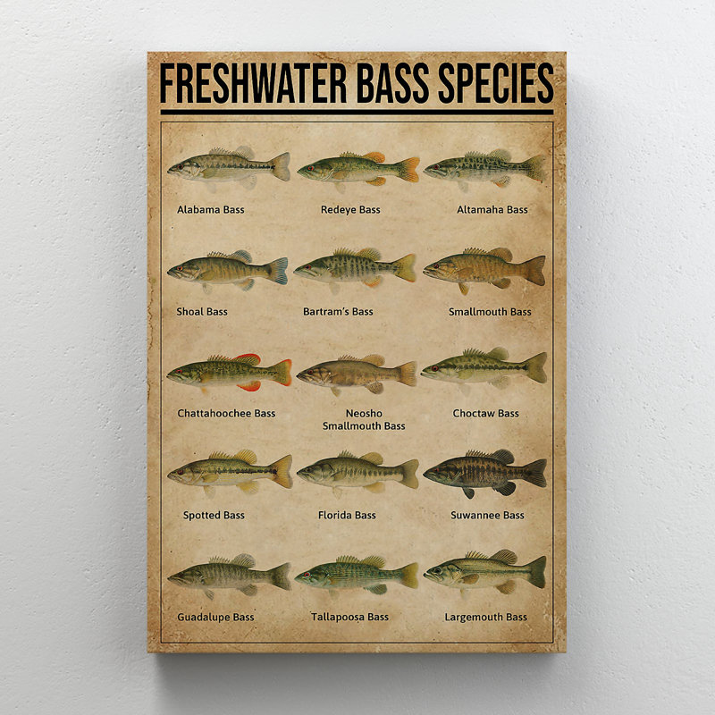 Knowledge About Fish - Freshwater Bass Species - 1 Piece Rectangle Graphic Art Print On Wrapped Canvas, 14" H x 11" W x 2" D