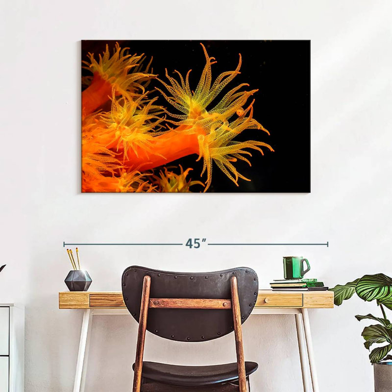 Brampt Sun Polyps, 26" H x 39" W