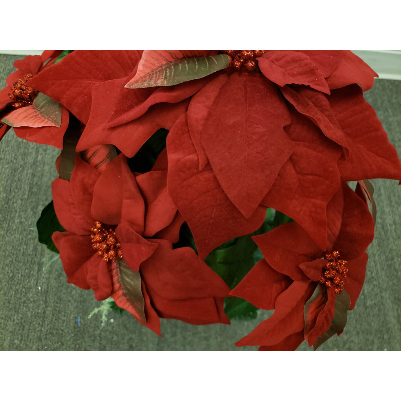 Arrangement floral de poinsettias en pot