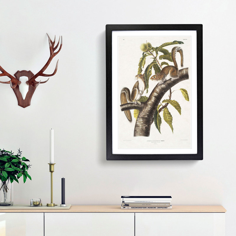 Carolina Grey Squirrels by J.W. Audubon - Picture Frame Painting Print, Black Framed, 65cm H x 48cm W x 2cm D