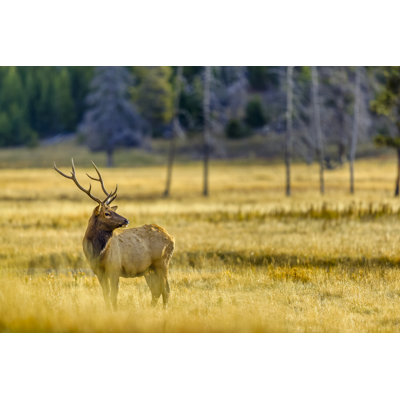 Yellowstone National Park by Don White - Wrapped Canvas Print