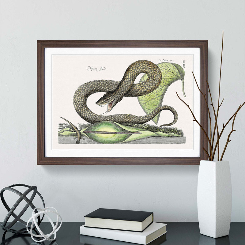 Brown Viper Snake by Mark Catesby - Picture Frame Painting Print, Walnut Framed, 36cm H x 48cm W x 2cm D