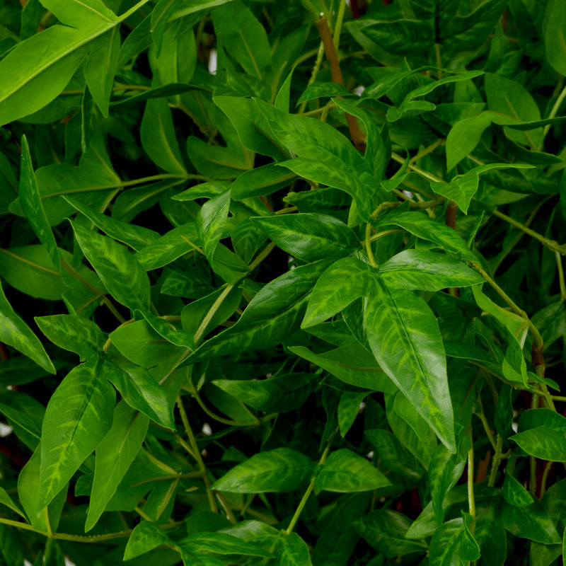 Faux Tender Plant