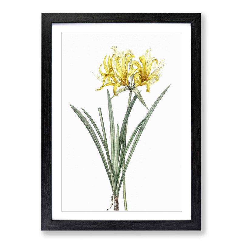 Golden Hurricane Lily by Pierre-Joseph Redoute - Picture Frame Painting Print, Black Framed, 65cm H x 48cm W x 2cm D