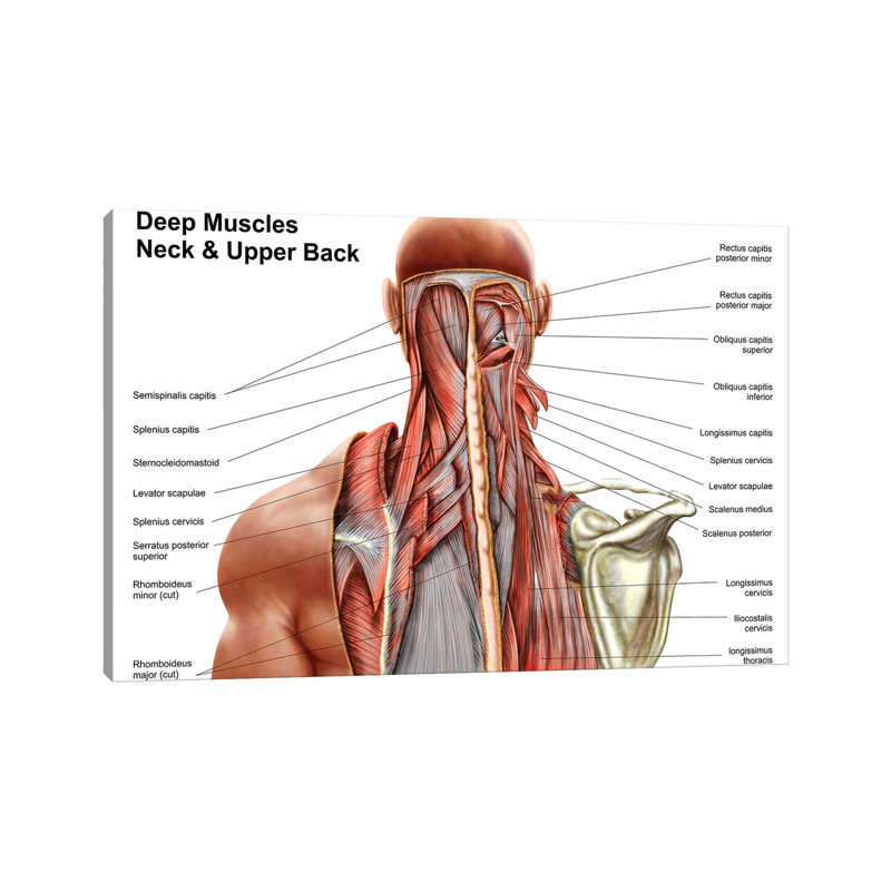 «Anatomie humaine montrant des muscles profonds dans le cou et le haut du dos» par Stocktrek Images - impression sur toile tendue