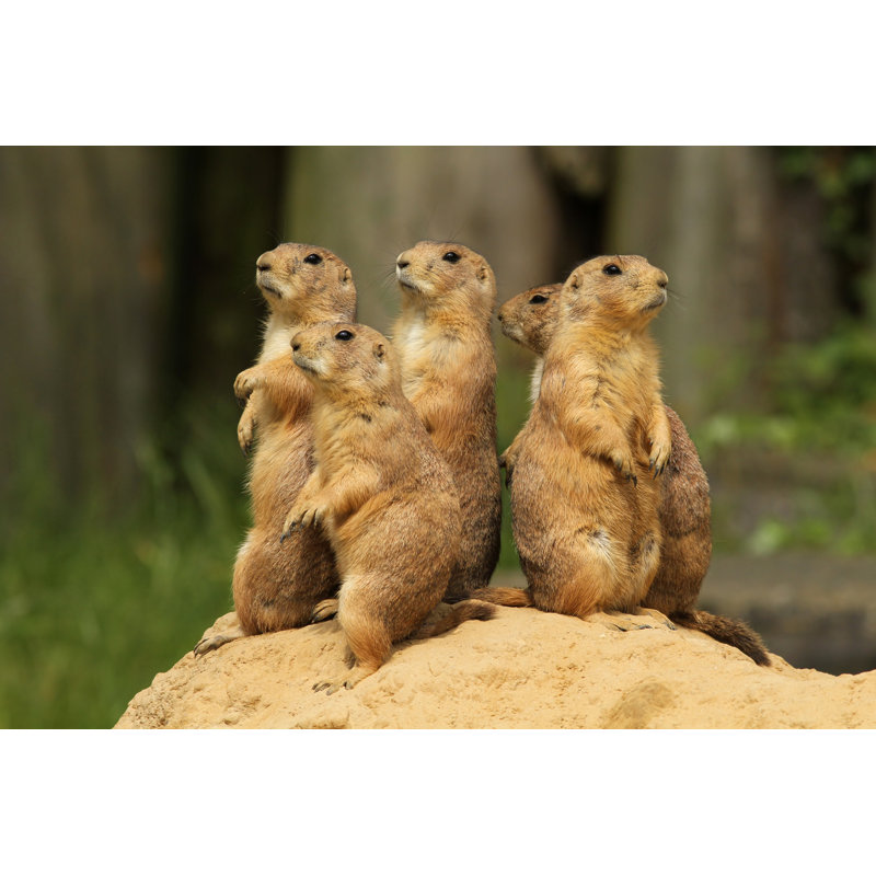Group Of Prairie Dogs Standing Upright - Wrapped Canvas Print, 61cm H x 91cm W x 3.8cm D