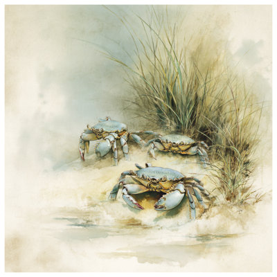 Coussins Crabs On Sandy Beach