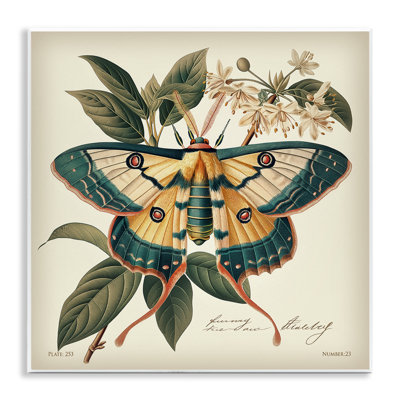 «Vintage Moth & Plant Study» par Steve Huntziker
