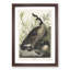 Canada Goose by John Audubon - Picture Frame Painting Print-55513951-55513952